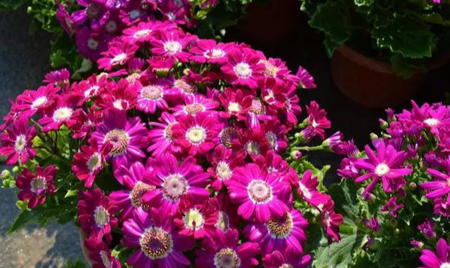 养花技巧花草换盆不懂这3点难怪换完盆就黄叶枯死