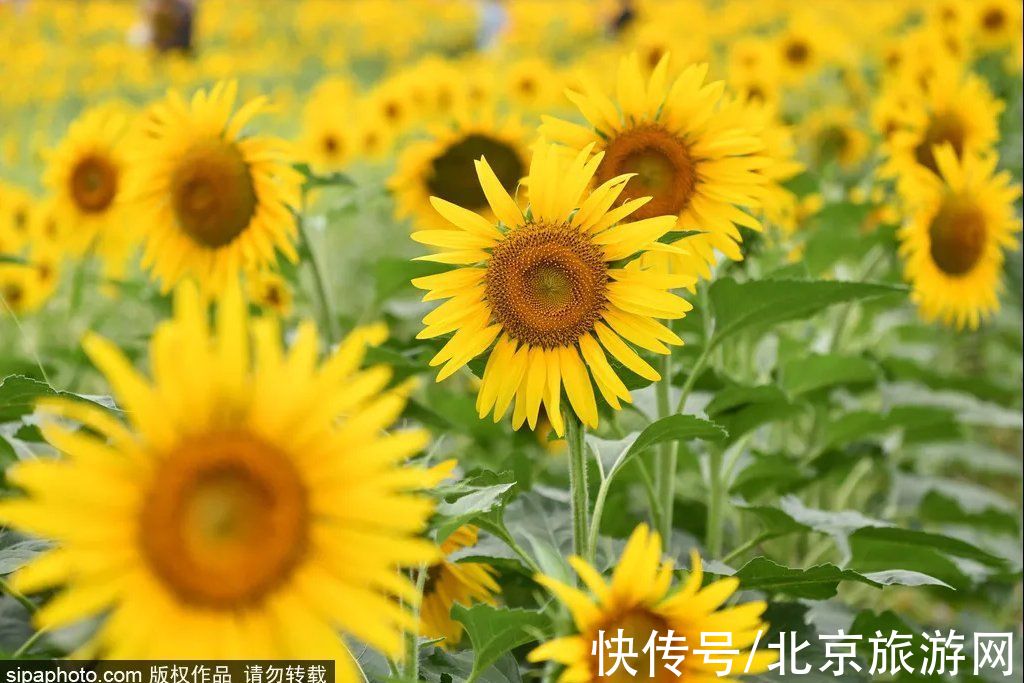 景点|京城赏秋花，这几处景点必须知道