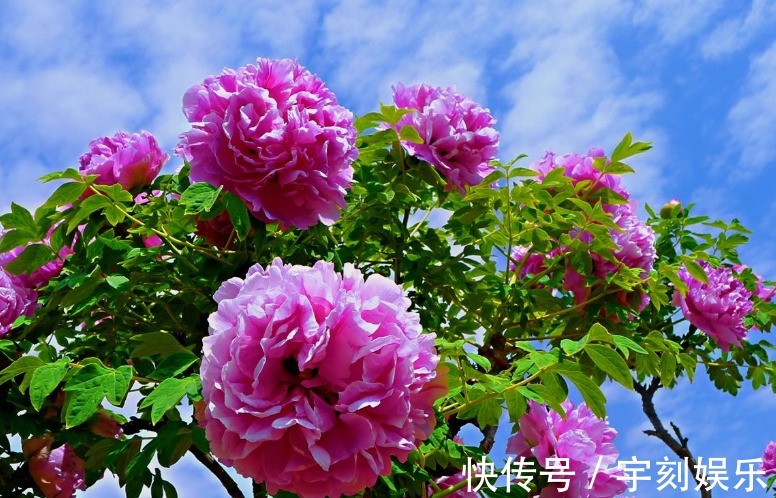 它是“花中之王”,国色花香,花美震慑四方,比月季、玫瑰都强