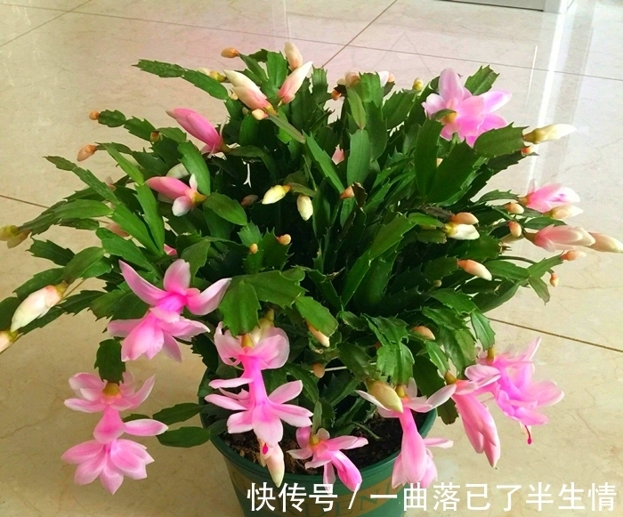 6种公认好养的懒人花,你家有几种,养护需要注意什么?