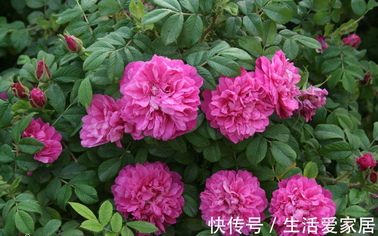 玫瑰花|6种漂亮花,又香又好吃,美食之花,你养过几种?