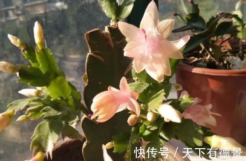 秋凉|蟹爪兰度夏如渡劫，日常盆栽做好此3点，秋凉才能呼呼窜花苞
