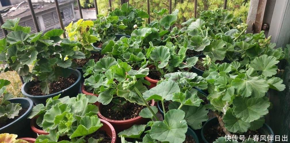 休眠|5种漂亮花,夏天“便宜”也别买,高温养不活,白花钱了