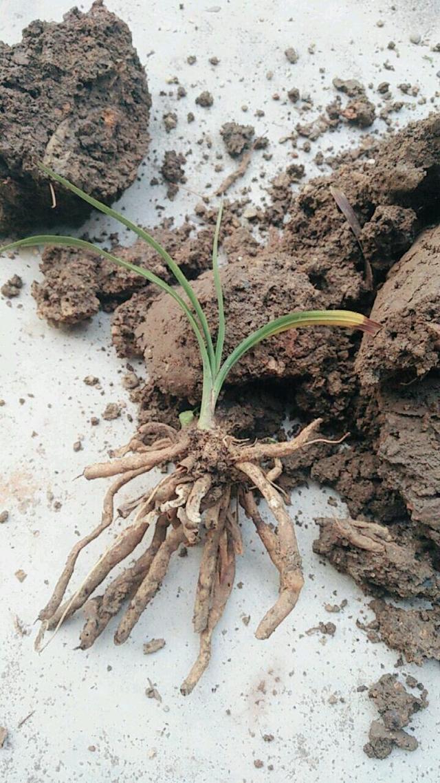 怀疑人生了，养护一年的兰花总是僵苗不见长，脱盆以后发现小秘密