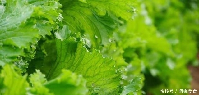 有一种青菜包饺子特香,却很少人认识,种上一点,能吃上大半年