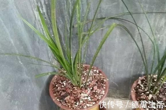 浇水|这16种花冬天越浇越死,3个月不管,反而长高个