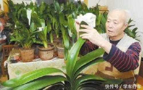 李大爷养花,真厉害,养啥“旺”啥,到底用了什么“好方法”!
