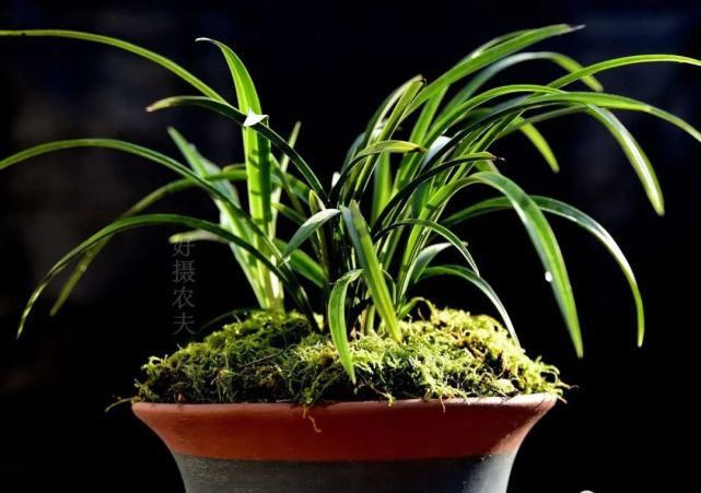 兰花能用生根粉吗？明白这3条，你就不会再用了