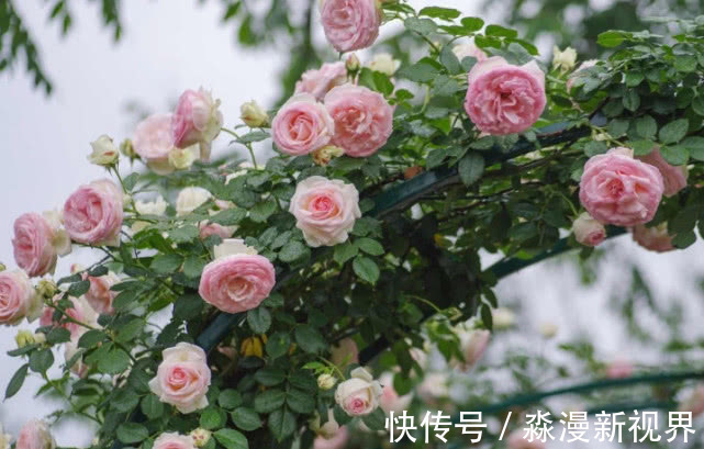 月季|4种月季花比玫瑰漂亮100倍,全年开花不断,花大多又艳,值得拥有