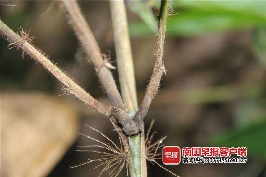 新品种 首次向世界公布！崇左发现竹科新品种“中越悬竹”