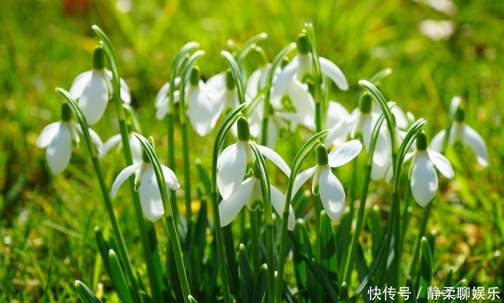 石蒜科|此花是因为一套珠宝而有了此名,它和梅花一样有着浑身傲骨