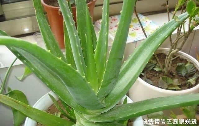 养花|家里养花不要瞎眼！这6种花旺财又养人，有2种花是大忌！