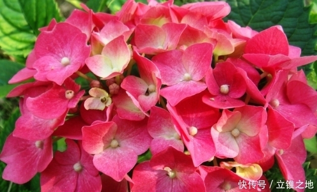 新手养花,就养容易爆盆,好养易活的花卉,适合懒人养