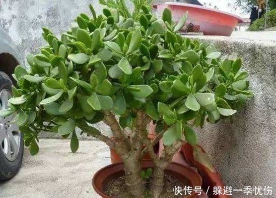 丑女人|老爸养的玉树盆栽丑到没人要,只需这样整个形,叶片肥厚青翠欲滴