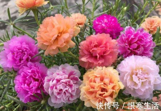 此花超漂亮，沾土就活，比牡丹还美，年年开花美翻