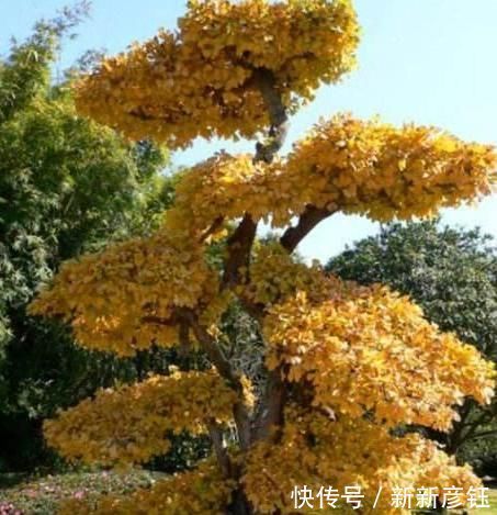 养花|养“银杏树”不用买,1粒“果核”埋土里,30天发芽,快速成盆景