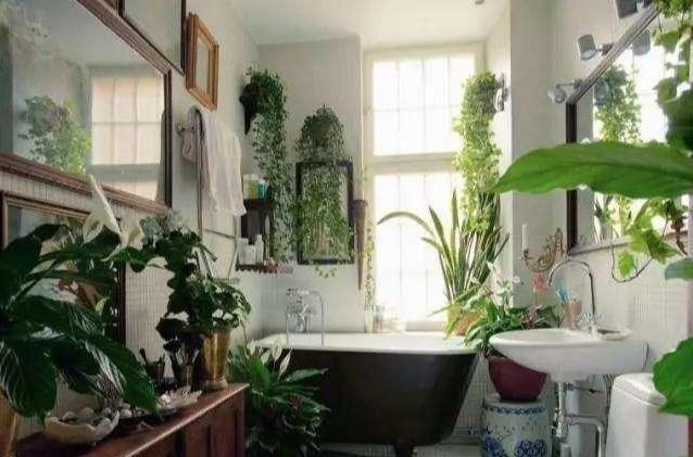 绿植|卫生间湿气大异味重,养这几盆花,有害气体吸光,变成绿森林