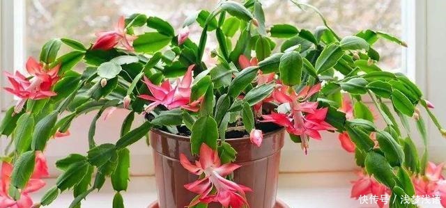 蟹爪兰花苞未开，就已经枯萎，快停止这“3动作”！还能开一茬花！