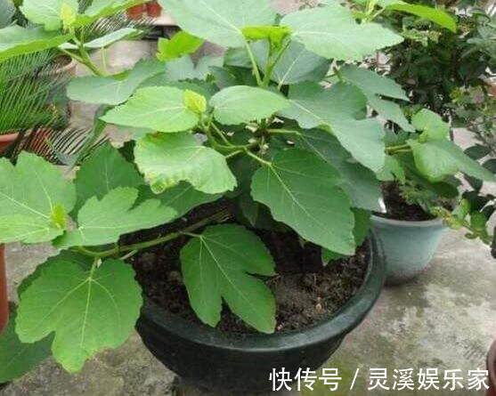 无花果|盆栽无花果“这样养”，一片叶子10个果，不掉果，个个大又甜
