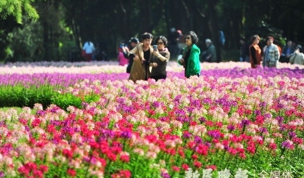 杨建正|“醉蝶花海”醉游人