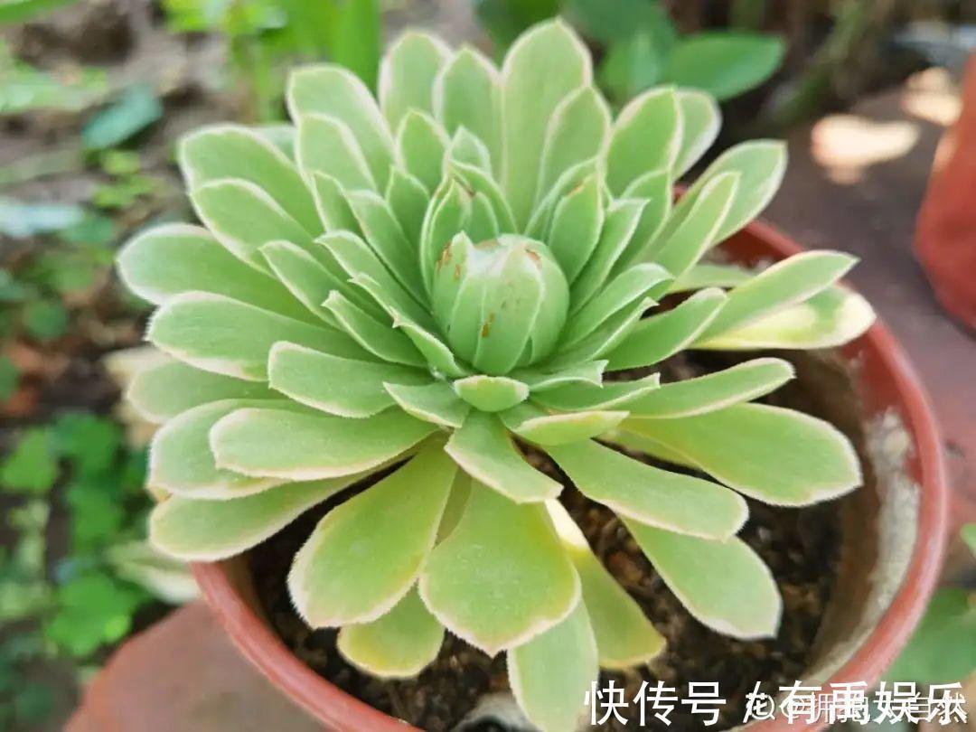 公认难养的20种花,养一盆死一盆,下次还敢买