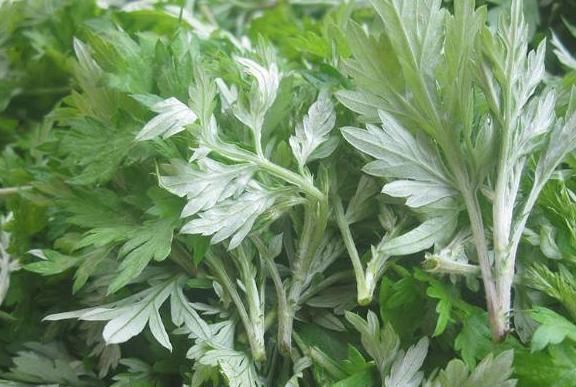 农村一种野草气味独特,做成枕头安眠助睡,被称女性的“保护草”