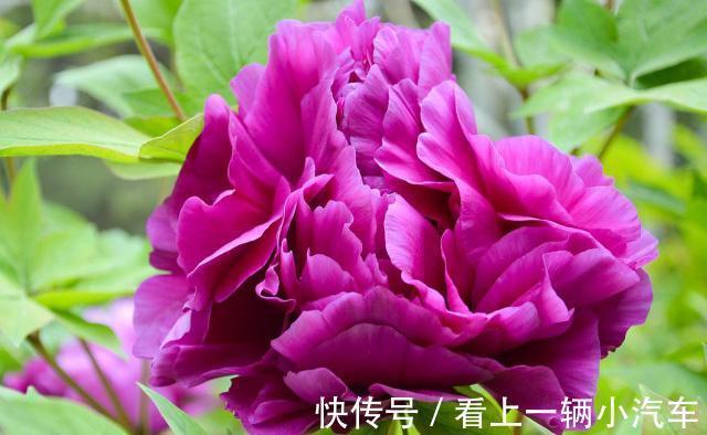 养花|想要养好花王牡丹,这种液体要多用,根茎茁壮,花更大