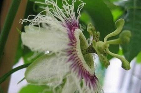 家里“3种花”不能见光，放暗处“摆好”，叶片油亮、花儿开得旺