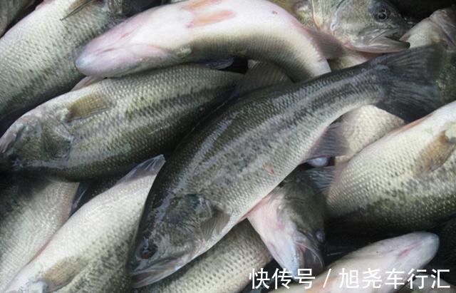 吃法|天热吃鱼,内行人专挑这4种海鱼,营养美味还便宜,再贵也值得