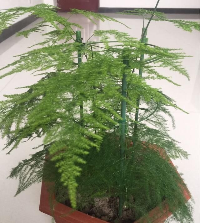 这种“养人”花,窗台客厅摆一盆,干干净净又杀菌