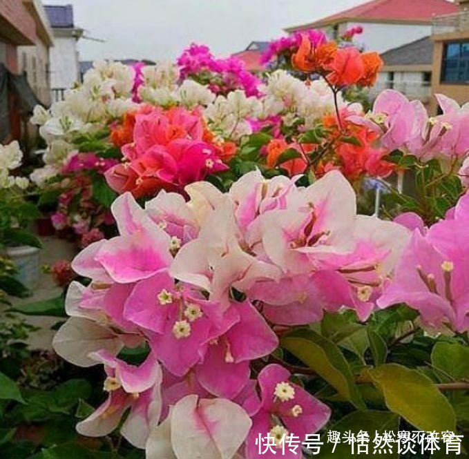 生命力|4种花养家里,福旺运旺财更旺,不用费心,就能长的特别好