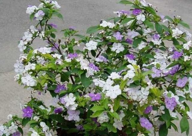 花卉|万能养花之宝,盆里放一点,不黄叶、不烂根、不生虫还不用肥