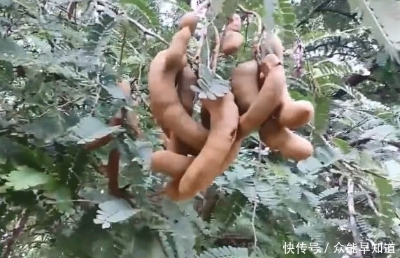 野果子|像香蕉,吃起来酸酸的野果子,被称为“果中钙王”,有认识的吗