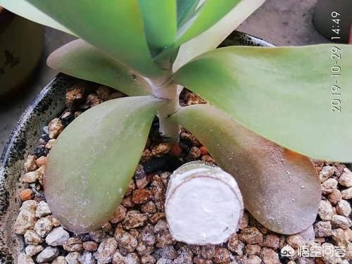 徒长的多肉还能恢复原样吗?