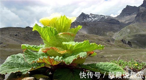 圣湖|去西藏旅游时，若看见路边的“大白菜”千万不能摘，摘了就麻烦了