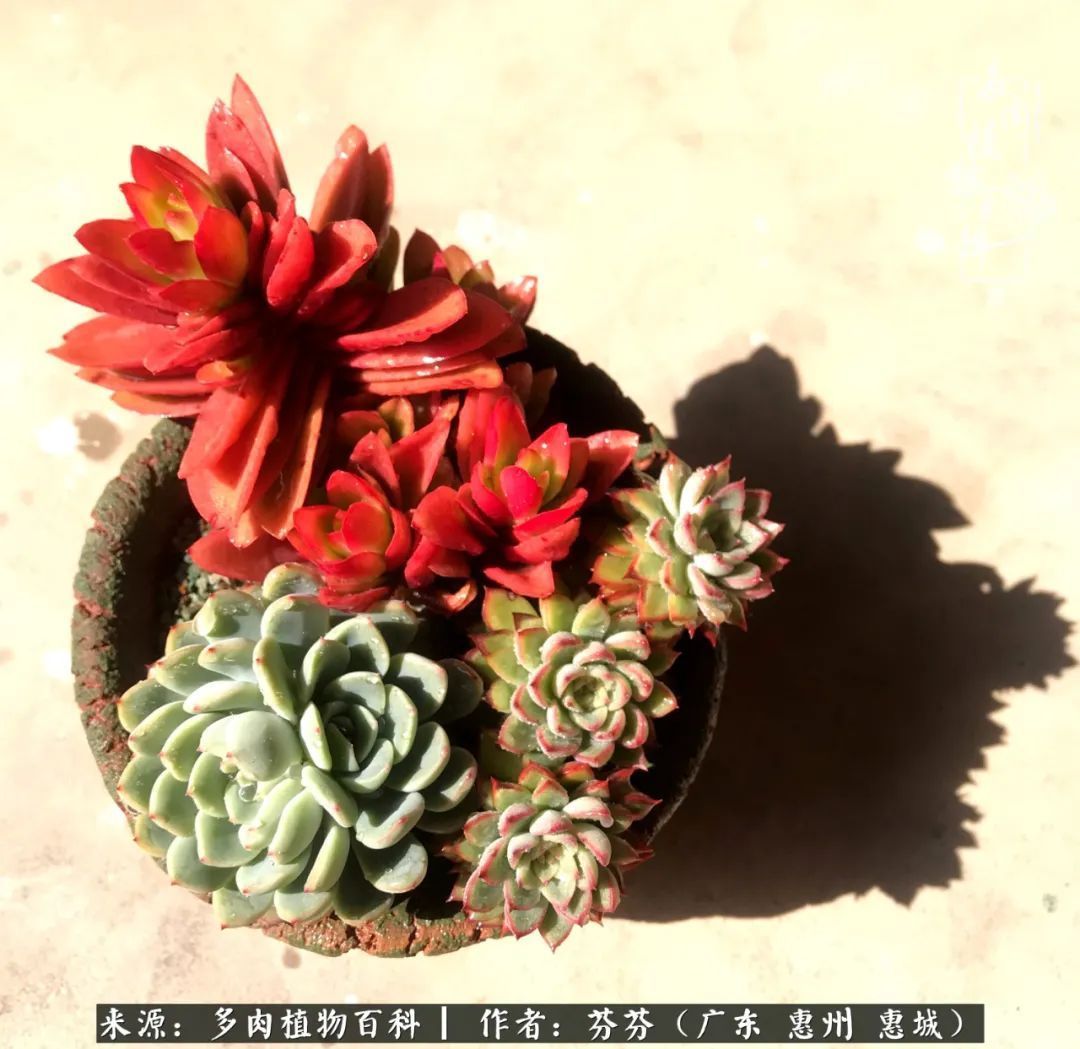 养花|一种爱好就是一种境界，养花养多肉可以培养一个人的心境！