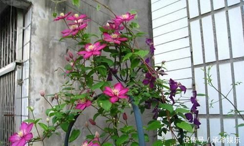 一到春天,疯花3354铁莲,天气变暖,就长成花墙,比玫瑰更漂亮