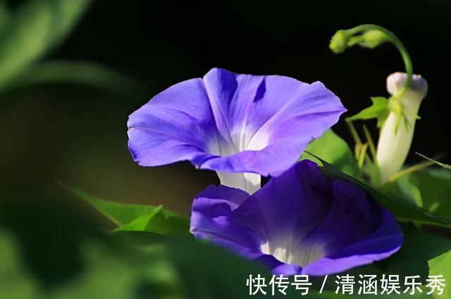 3种花适合养在室内,开花味道浓郁,满屋飘香很好闻,非常上档次