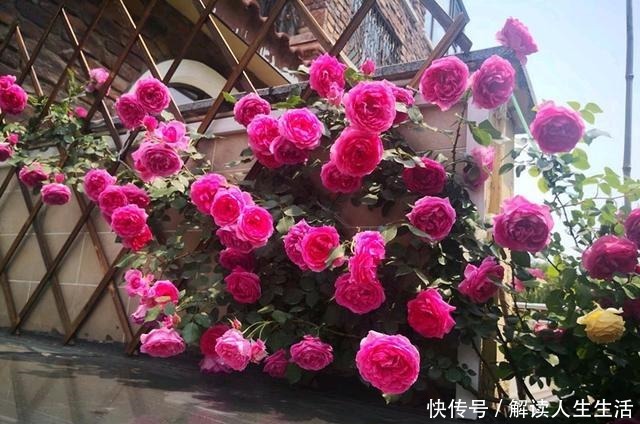 此花是世界名花,全年开花,能打造花墙,好看又好养,南北都能种!