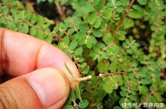地锦草|见到''奶浆草''别拔,它能刺激血液循环,其他地区被叫做''血愁''