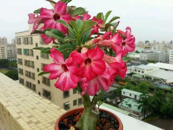 6种耐旱花,“大肚子”里面都是水,一个月不浇也没事!