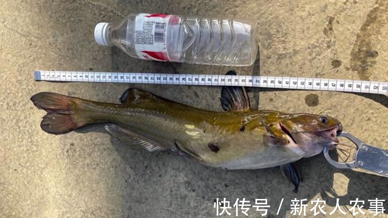 黄颡鱼王|半米长3斤重,男子户外野钓意外收获“黄颡鱼王”,最后如此处置