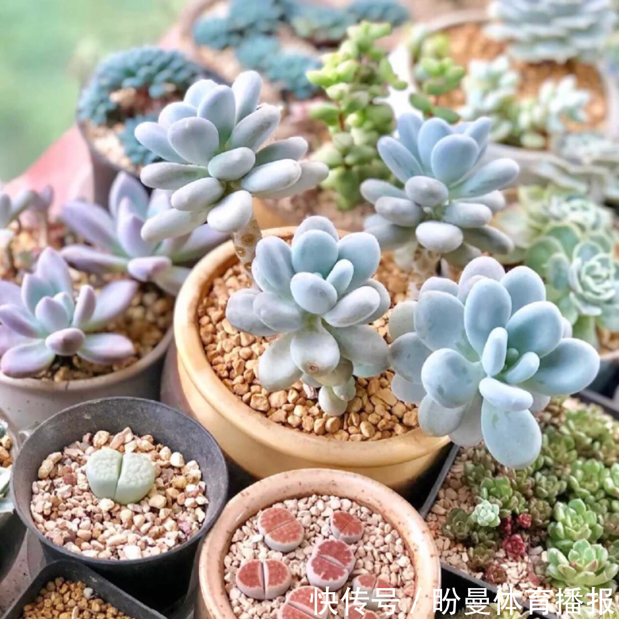 养多肉该照顾好这5点,一旦犯懒,盆栽越养状态越差