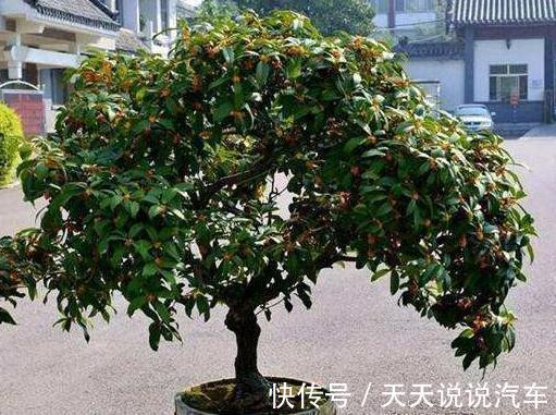 养花牢记4点，尤其是第4点，越冬全靠它，你了解嘛