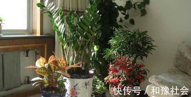 花盆中一旦发现“它”,别犹豫抓紧翻盆换土,否则花儿活不长久