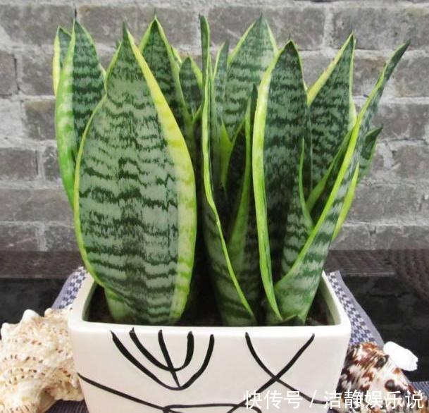 鸡蛋|鸡蛋全身是宝将它们分开用作养花,可让盆栽枝繁叶茂、多开花