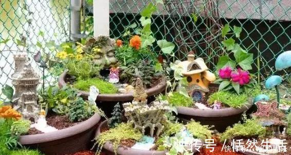 几种很耐寒的花,在冬天依旧开花美艳