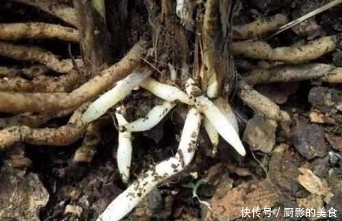 什么阿司匹林、维生素都不如“1块它”,掰碎扔盆里,壮根挤破盆