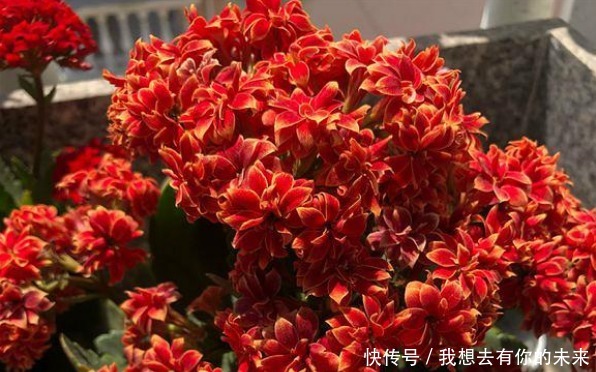 光照|长寿花“疯长”叶子没花苞,喷上“1种水”,15天后花开满盆