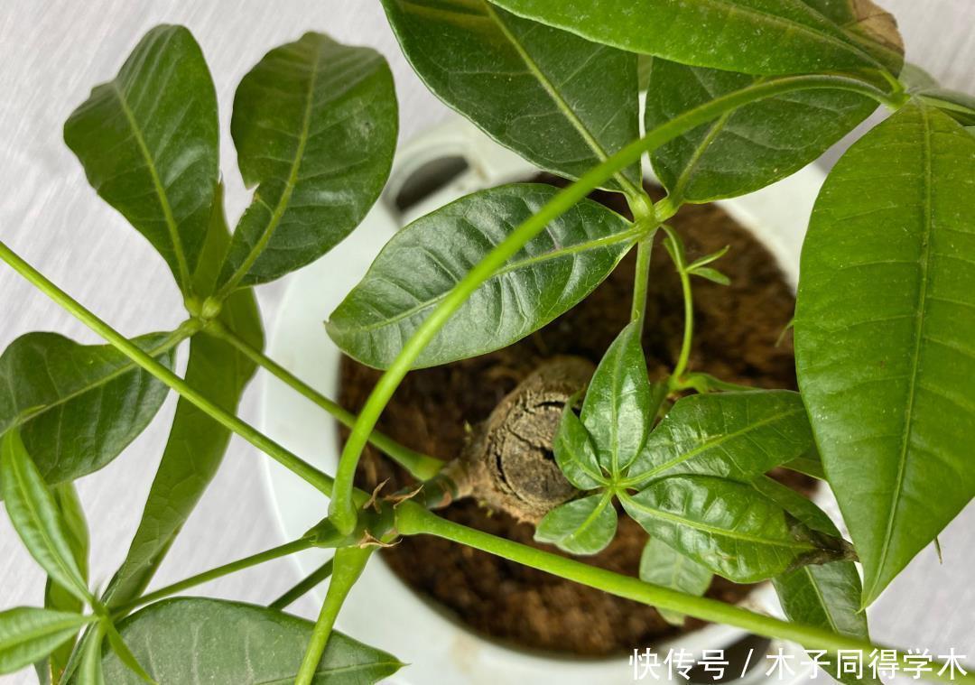 发财树这样养,不烂根,不黄叶,蹭蹭长新芽